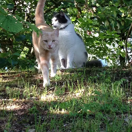 לינה וארוחת בוקר Le Clos Pastel D'hotes Et Son - Adultes Only 4*